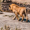 Serengeti NP